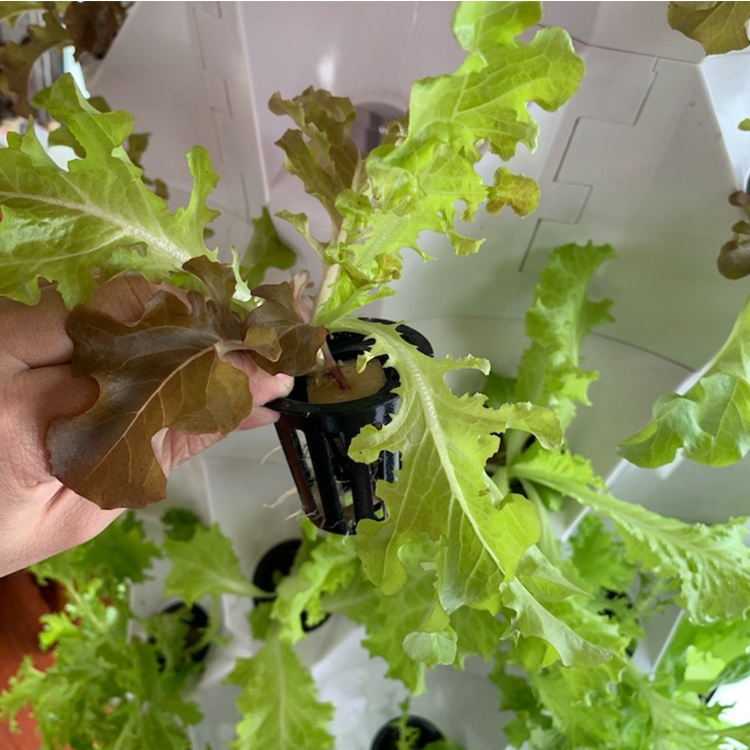 Indoor Vertical Farm Application