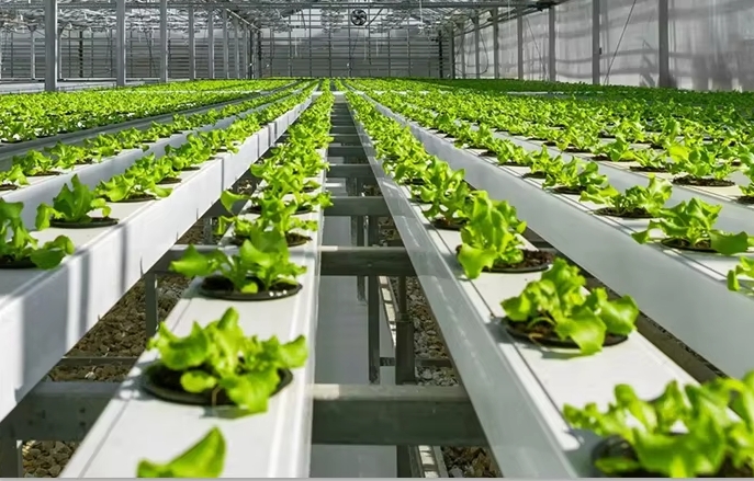 Professional Hydroponic Greenhouse NFT System