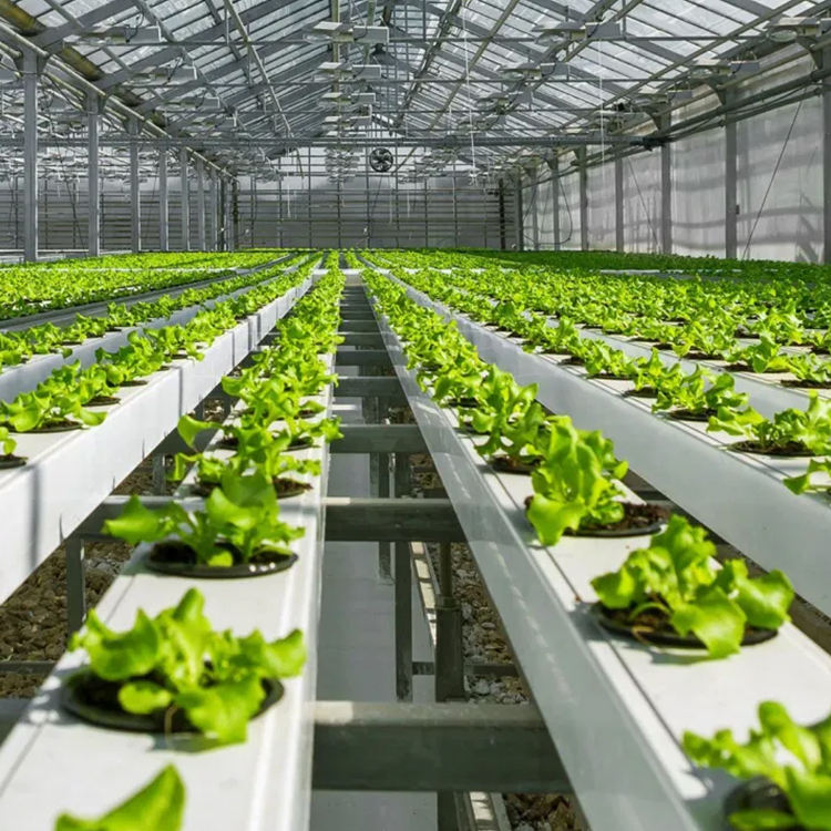 NFT Hydroponic System